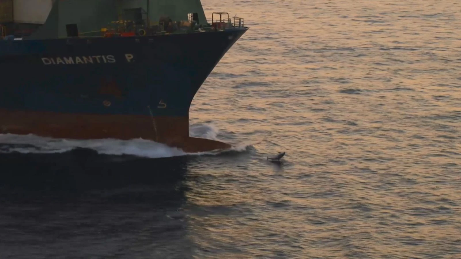 Yunusların dev gemilerle oyunu