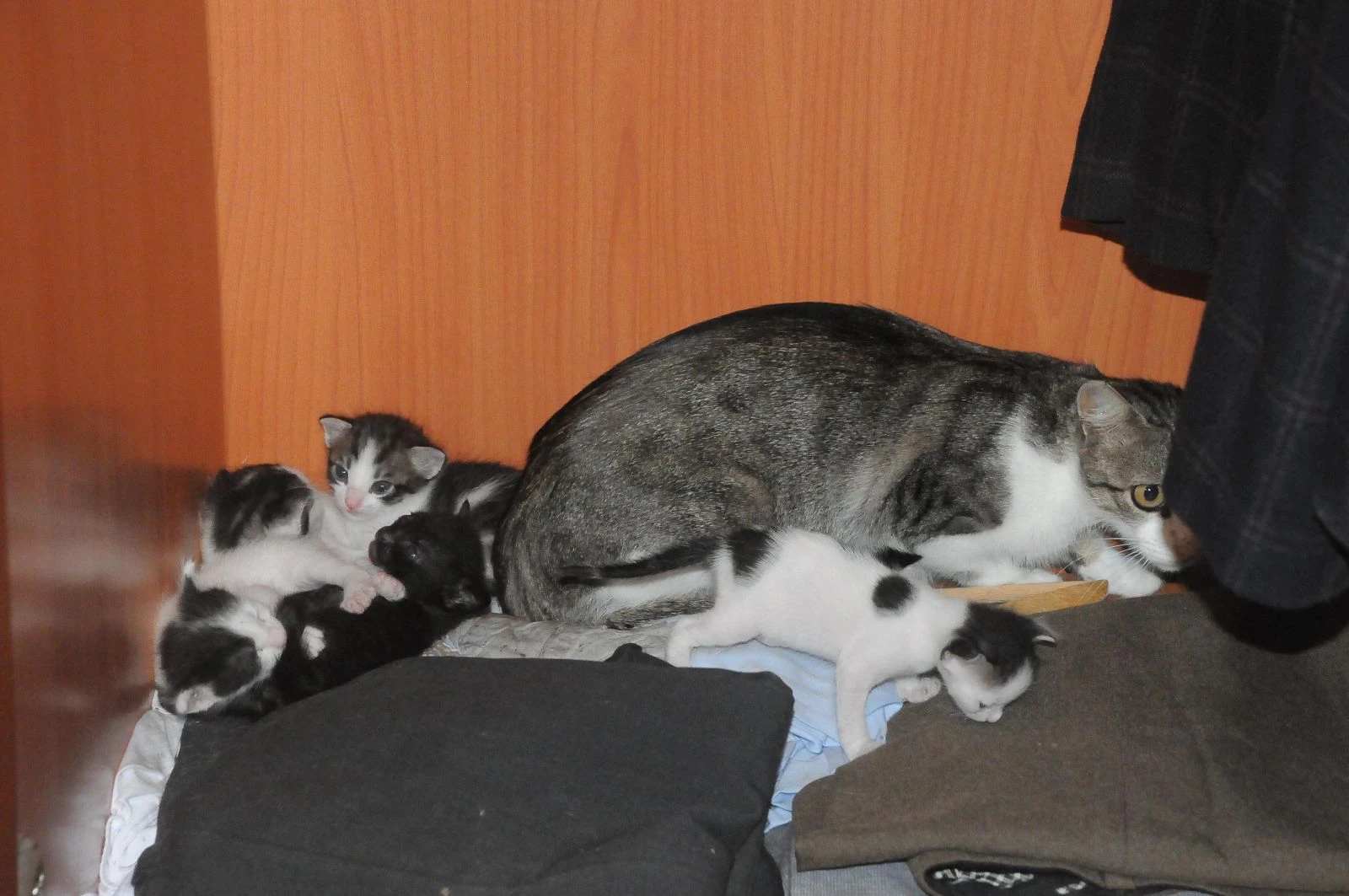 1 aydır ses duyuyordu! Gardırobu açınca inanamadı