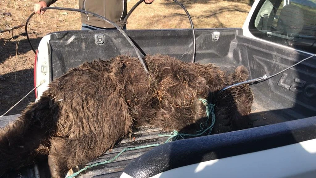 Yol kenarında yaralı ayı bulundu