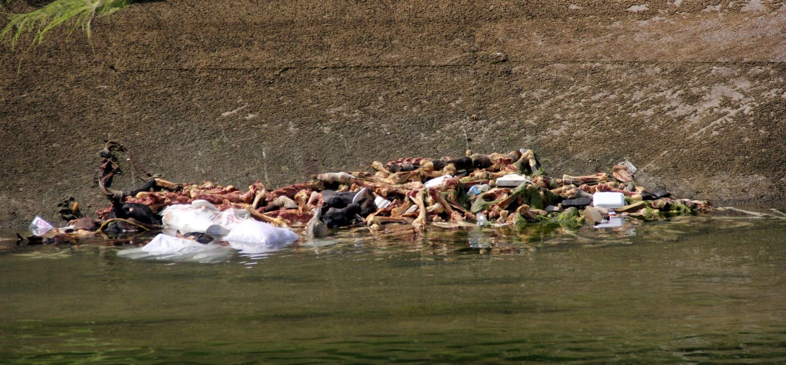 Adana'da vahşet! Sulama kanalında at ve eşek kemikleri bulundu