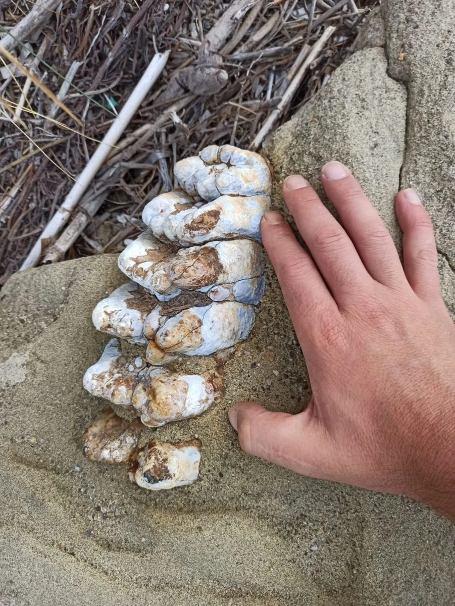 Çanakkale’de 9 milyon yıl öncesine ait mamut fosilleri bulundu