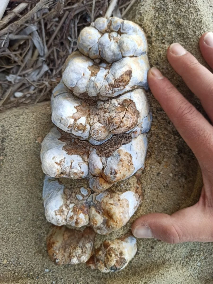 Çanakkale’de 9 milyon yıl öncesine ait mamut fosilleri bulundu