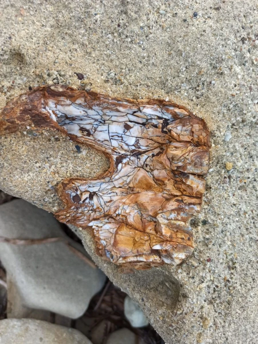 Çanakkale’de 9 milyon yıl öncesine ait mamut fosilleri bulundu