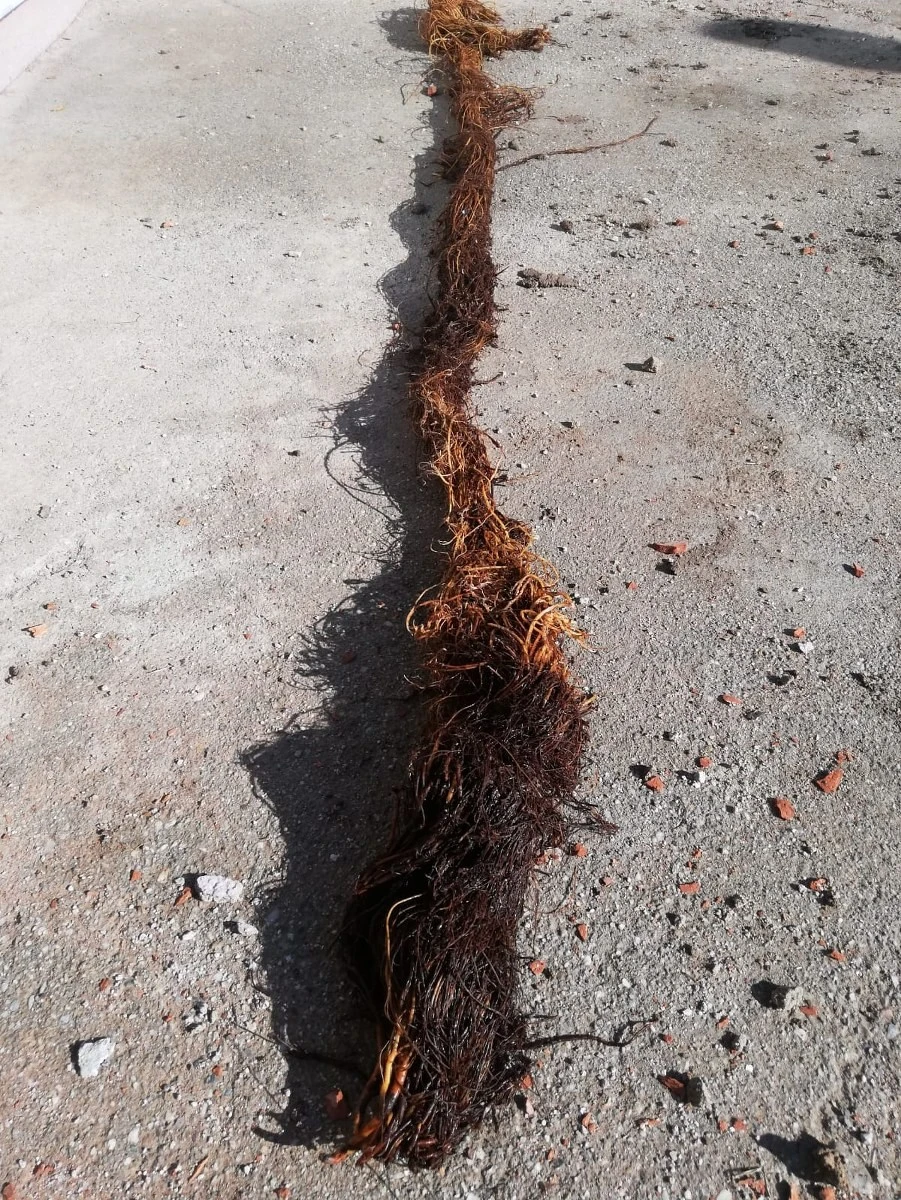 İçme suyu hattından çıktı, şaşkına çevirdi