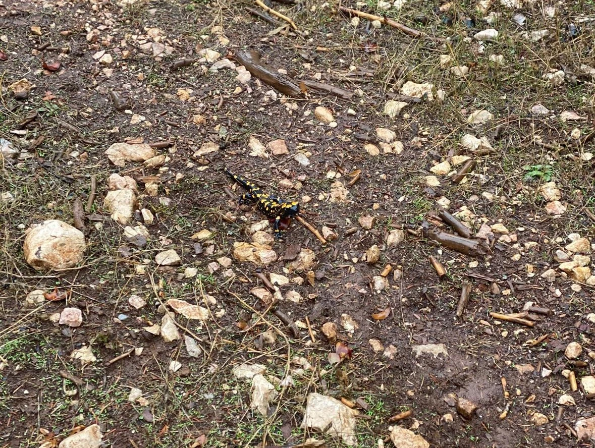 Benekli anadolu semenderi, kahramanmaraş'ta görüntülendi