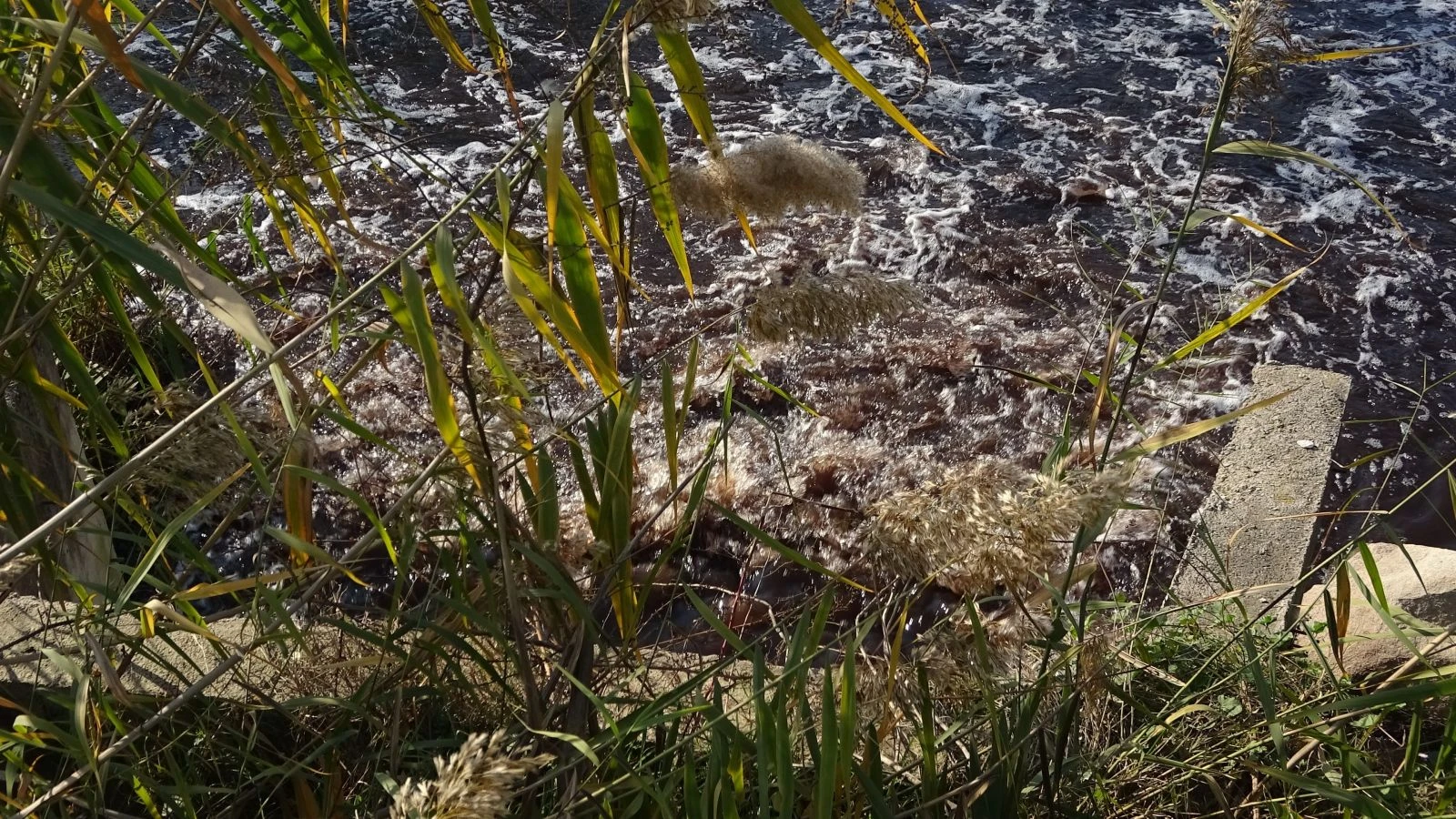 Köylüleri isyan ettiren görüntü: Derelere zehir salınıyor
