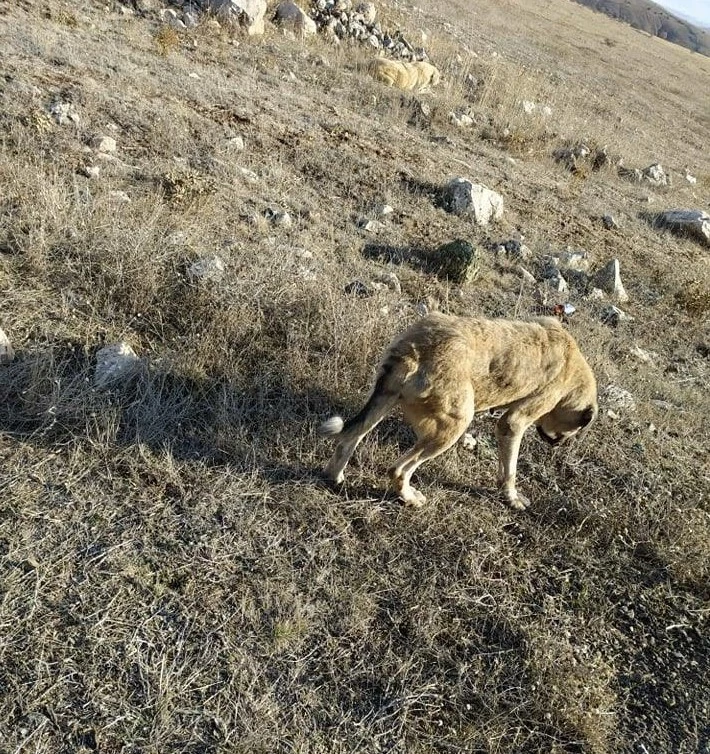 Akıl almaz olay, 29 köpek uyuşturulmuş olarak bulundu