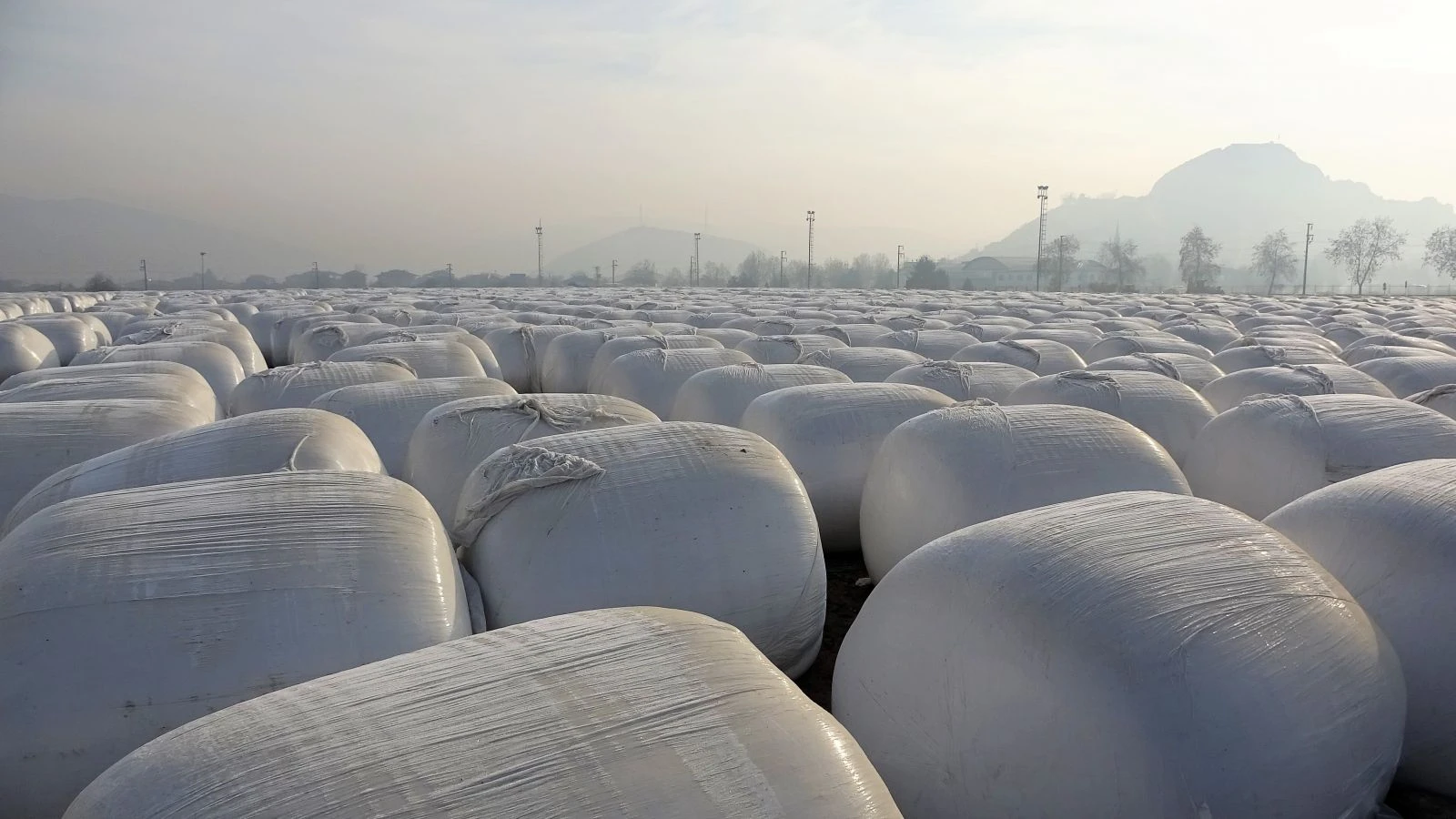 Dev kar taneleri gibi, görenleri şaşırtıyor