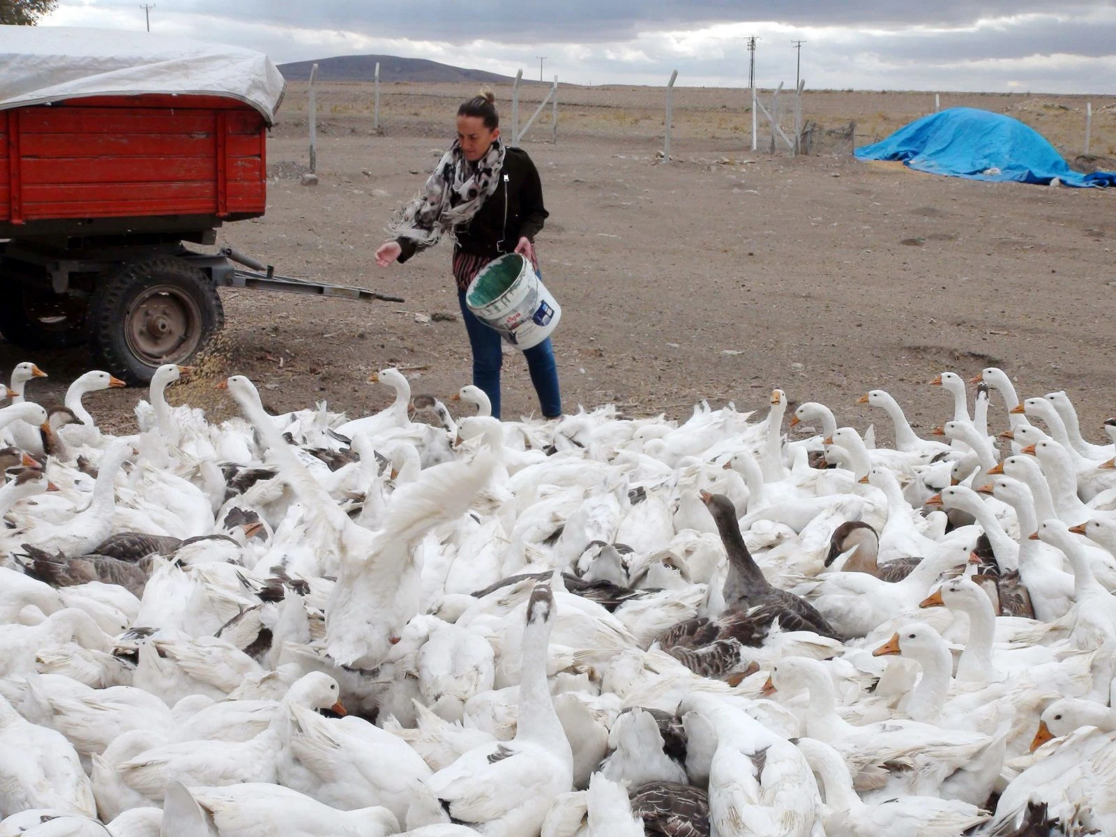 İşsizdi, köyde kurduğu kaz tesisiyle kendi işinin patronu oldu