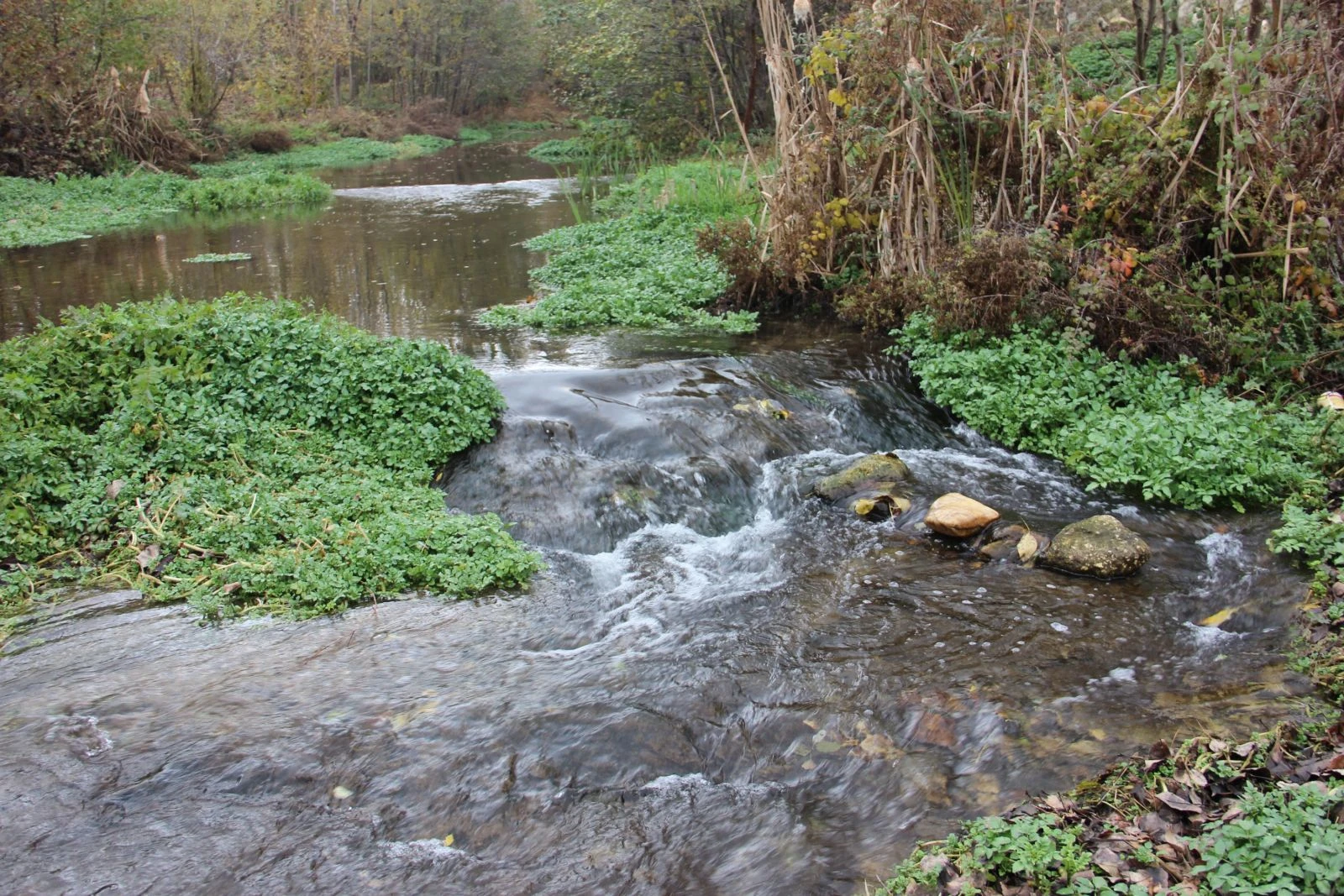 Poyralı'nın meşhur pancar pekmezinin yolculuğu
