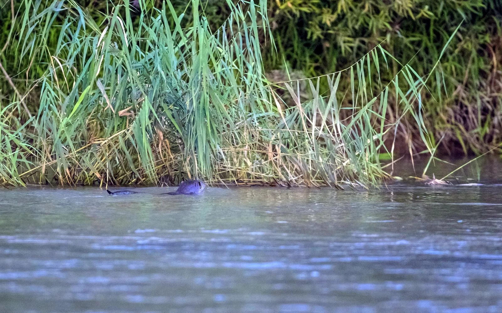 Canavar sanmışlardı! Dicle Nehri'nde görüntülendi