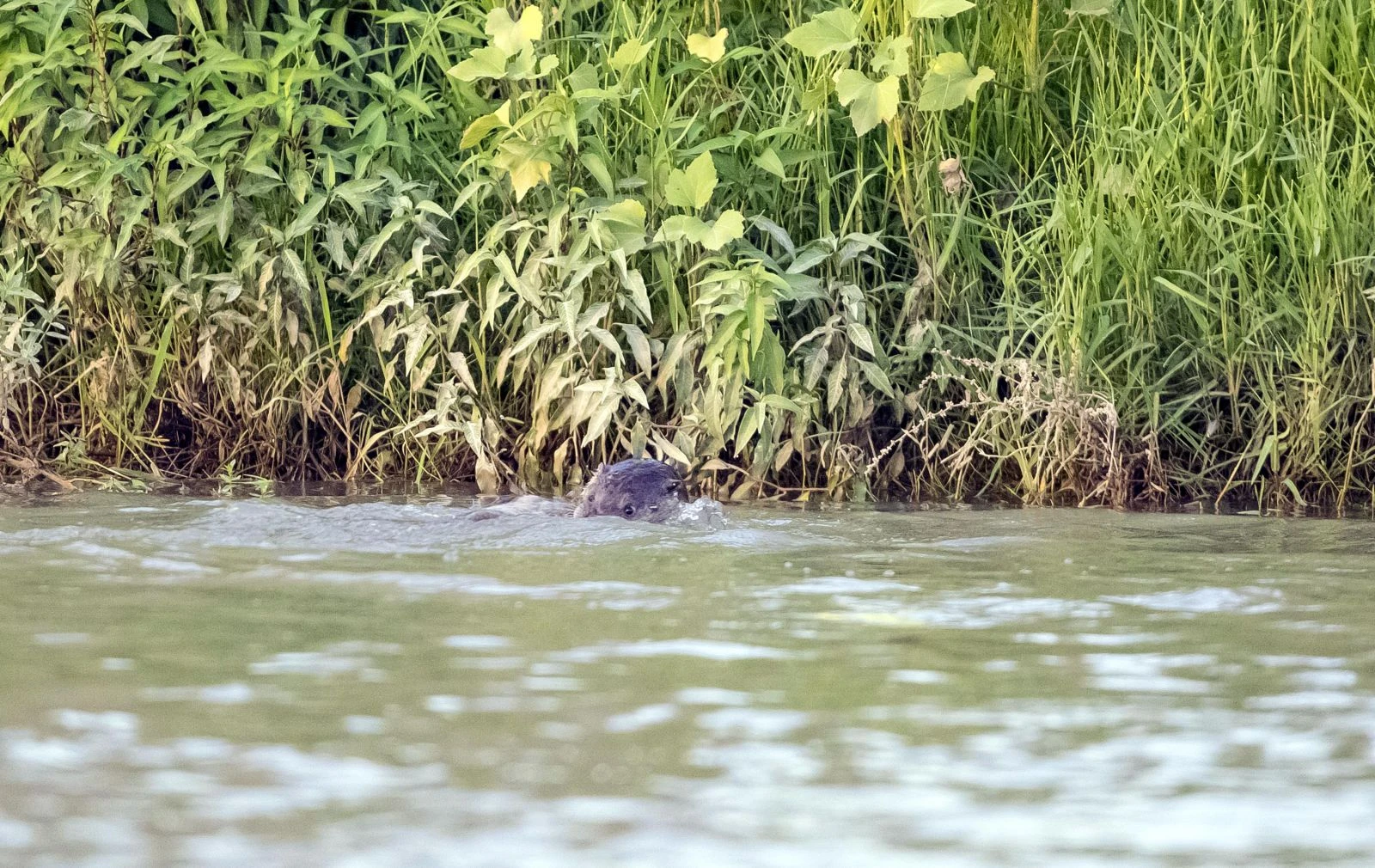 Canavar sanmışlardı! Dicle Nehri'nde görüntülendi