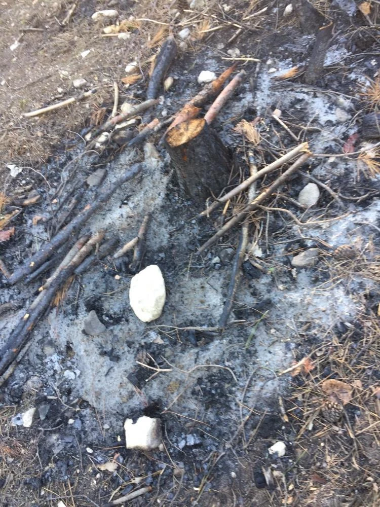 50 çam ağacı kesilmiş halde bulundu