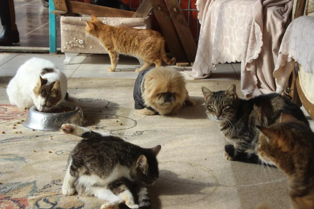 Tam 250 kediye ev sahipliği yapıyor