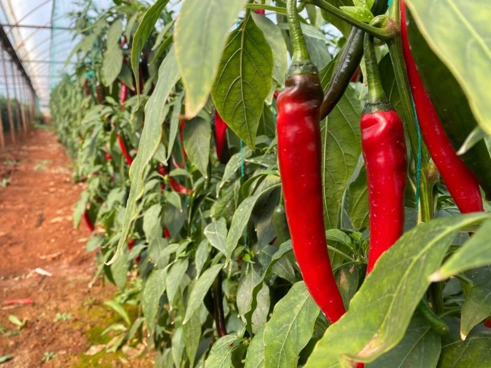 İsotun açığını şili biberi kapatıyor
