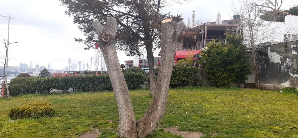 Kız Kulesi’nin karşısındaki ağaçları kesmişlerdi! İstenen ceza belli oldu