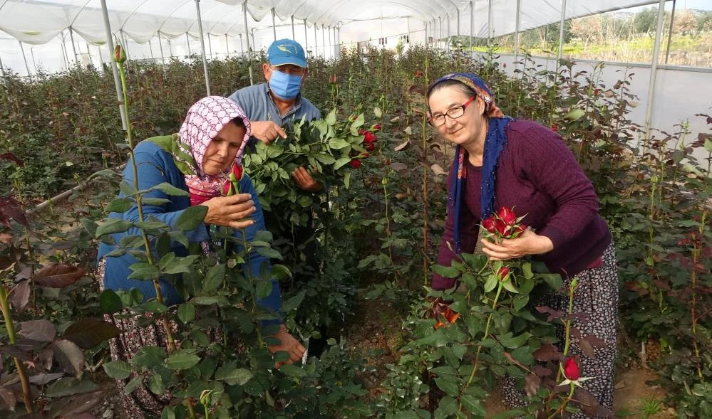 Gül yetişmez denilen köye gül serası kurdular