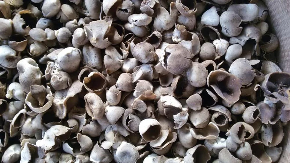 Duyan ormana koşuyor, kilosu 30 lira