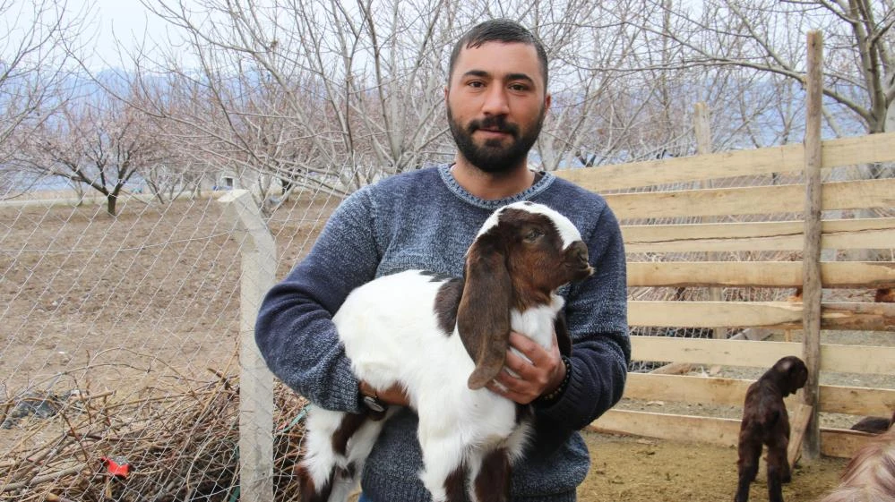 Süt için aldığı keçiler, çift çift kuzulayınca sürü sahibi oldu