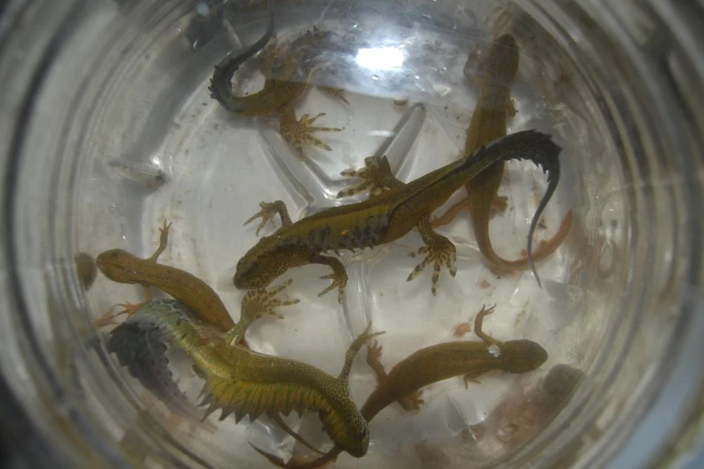 İlk önce balık sandığı canlı bakın ne çıktı