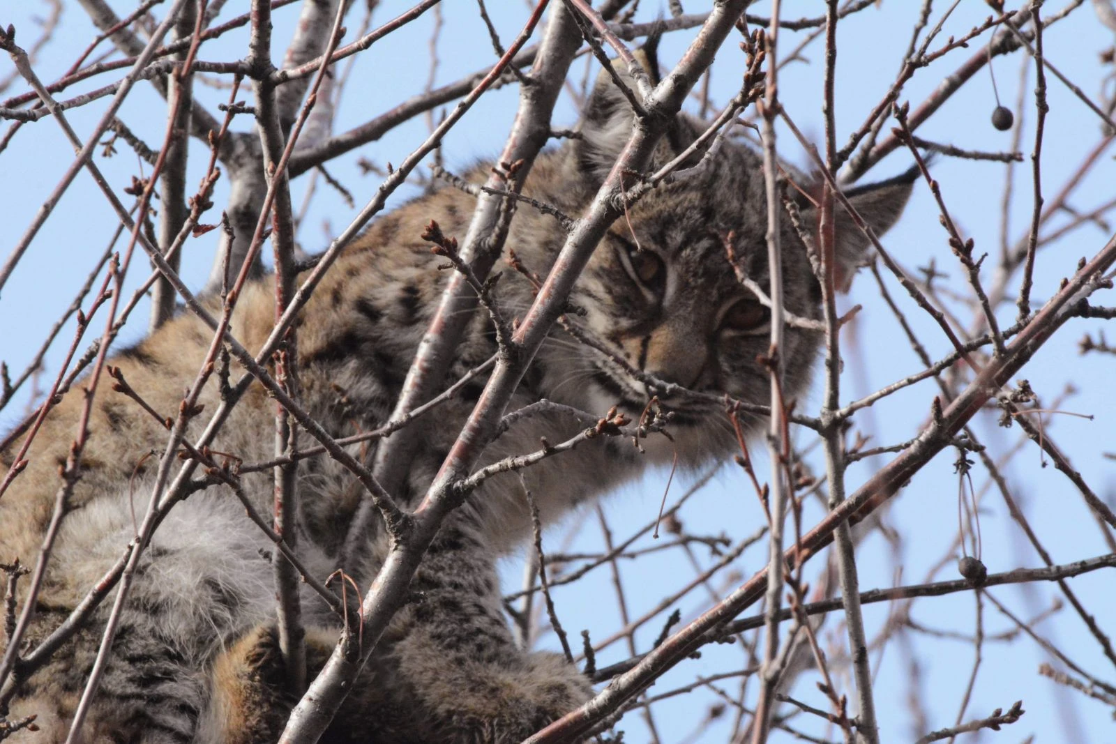 Aydın’da kuduz vaşak alarmı, iki kişi hastaneye kaldırıldı