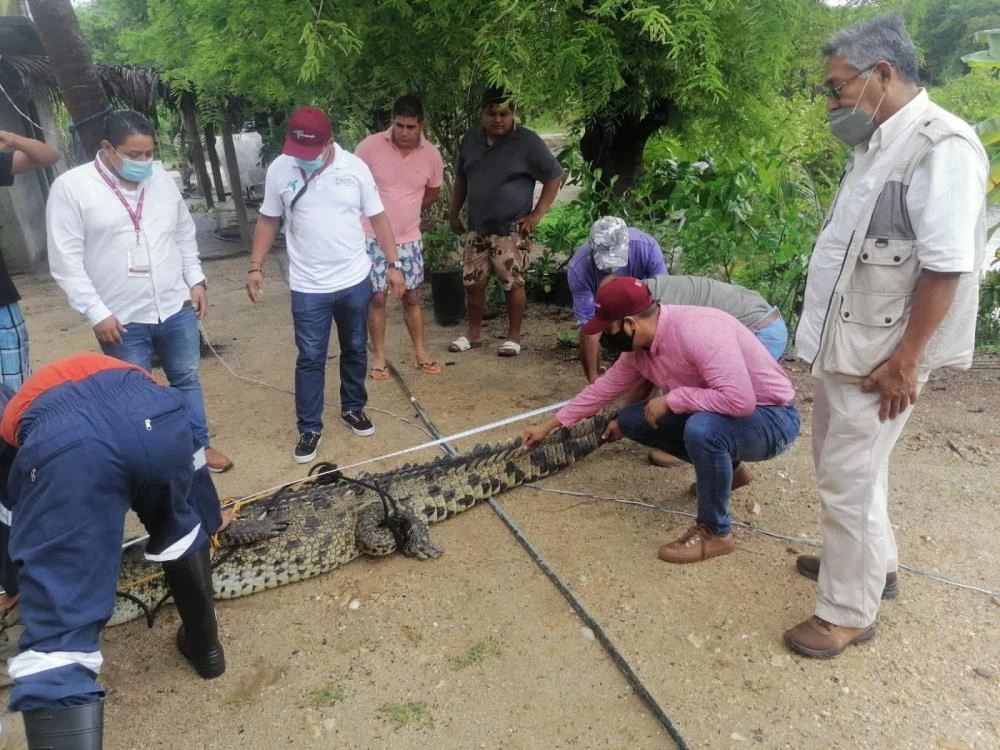 Meksika’nın turistik kenti Acapulco’da 2.5 metrelik timsah paniğe neden oldu