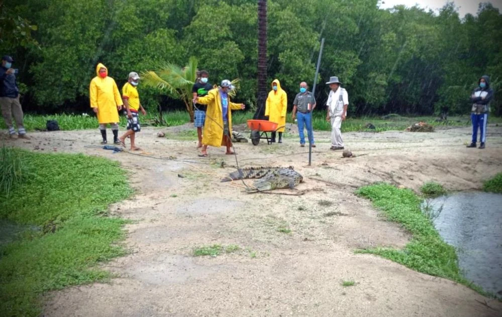 Meksika’nın turistik kenti Acapulco’da 2.5 metrelik timsah paniğe neden oldu