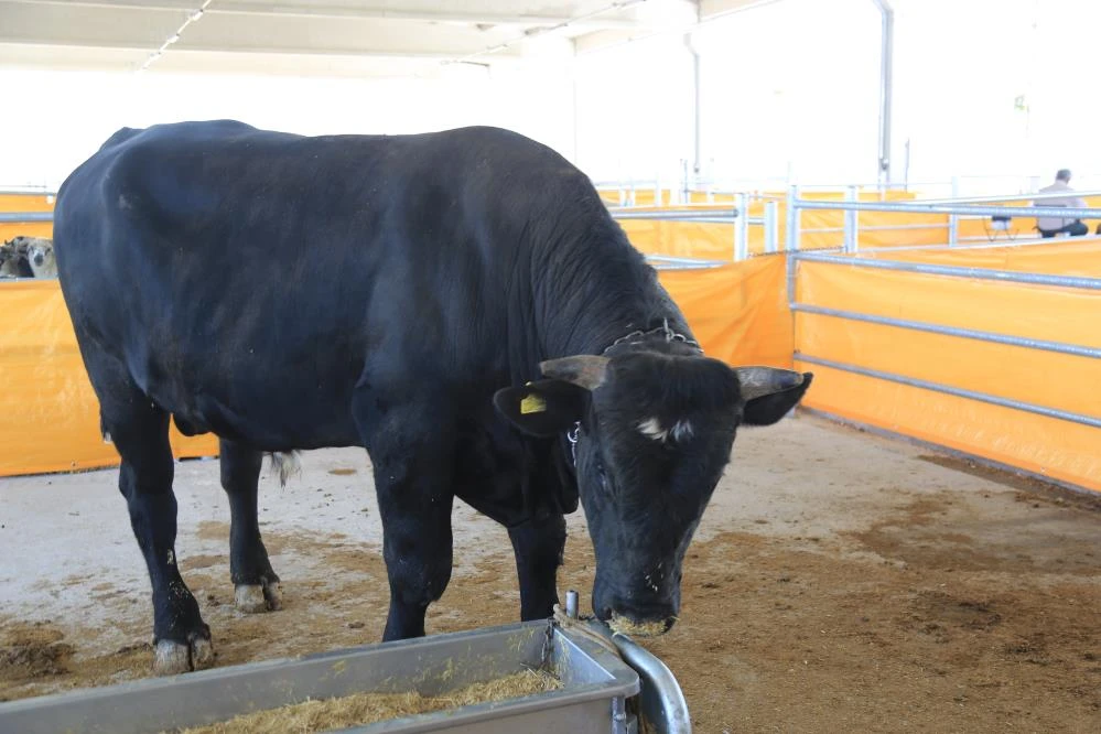 1 tonluk tosun kalp krizi geçirdi