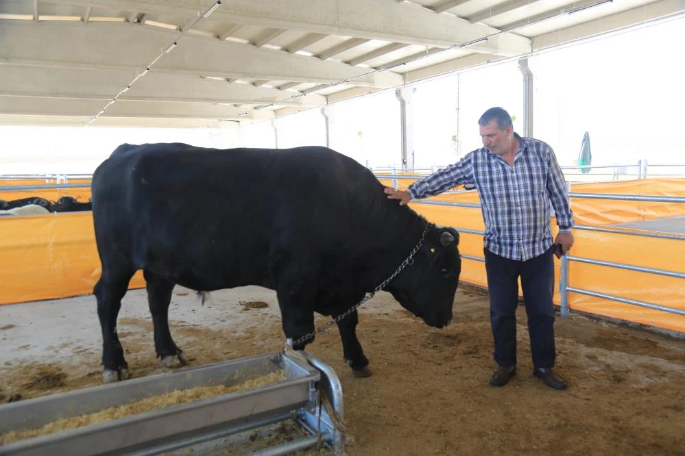 1 tonluk tosun kalp krizi geçirdi
