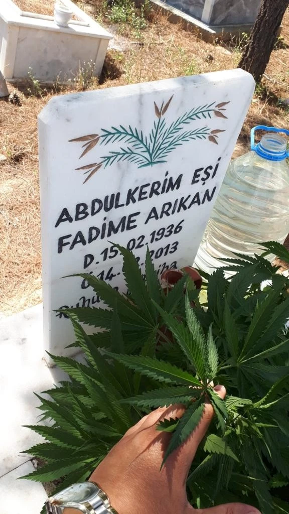 Hayırsız torun... Anneannesi ve dedesinin mezarına kenevir ekti