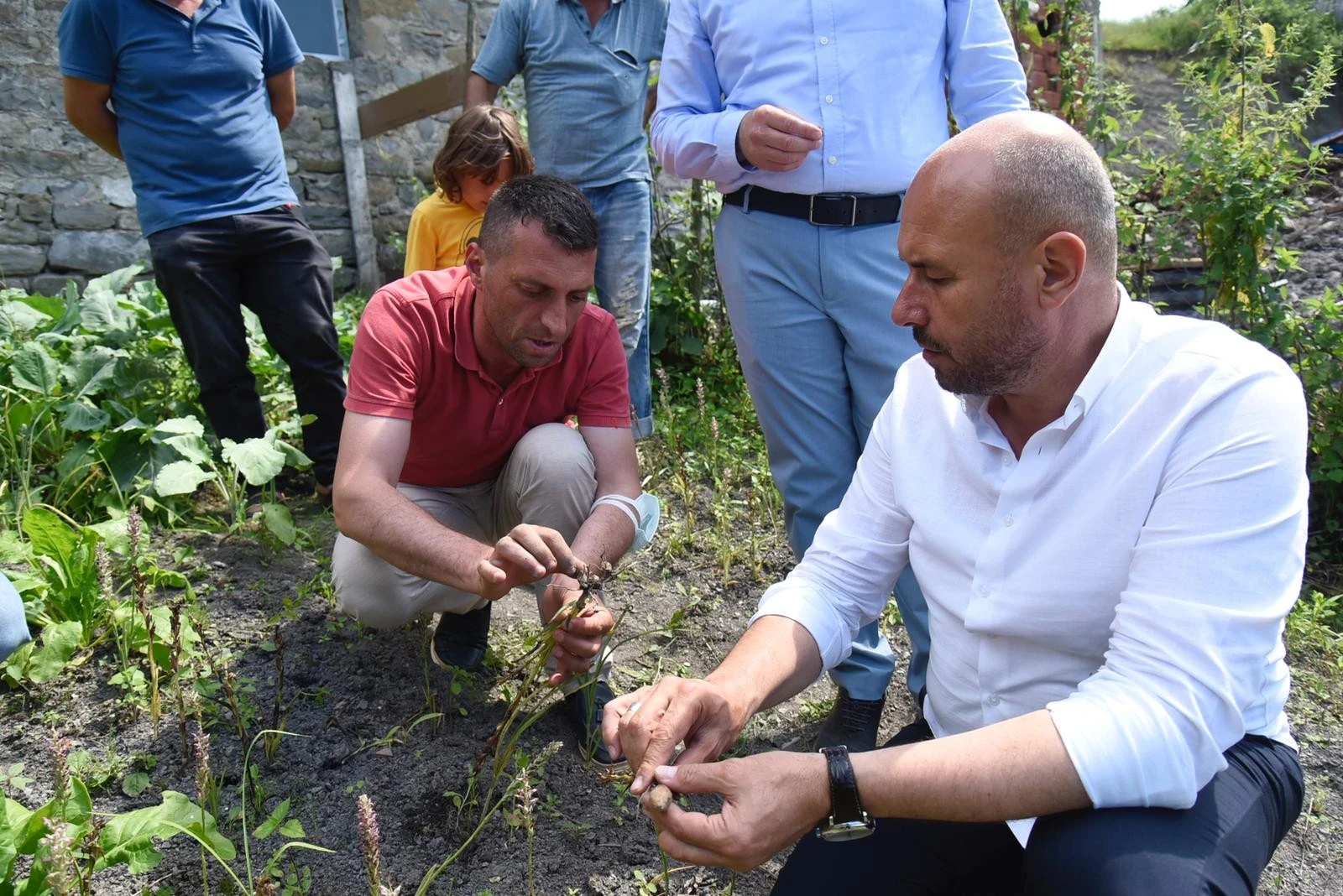 Fındığa alternatif salep! Kilosu bilezikten pahalı
