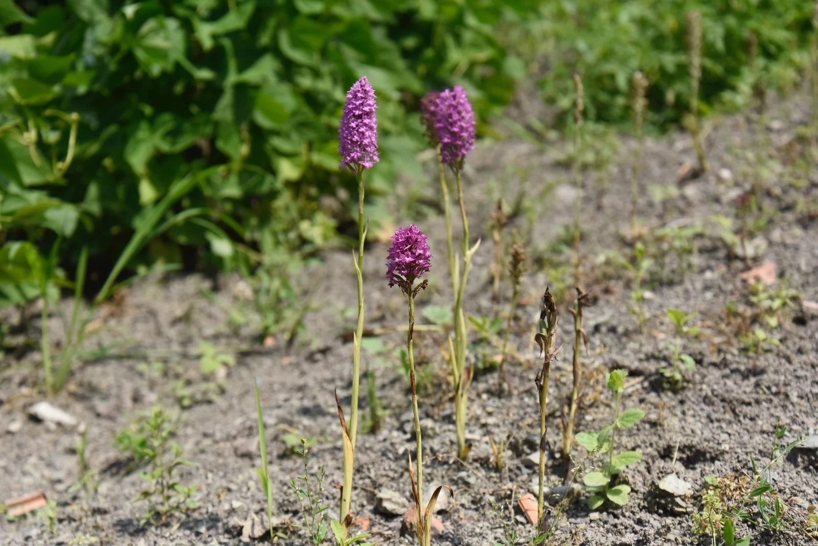 Fındığa alternatif salep! Kilosu bilezikten pahalı