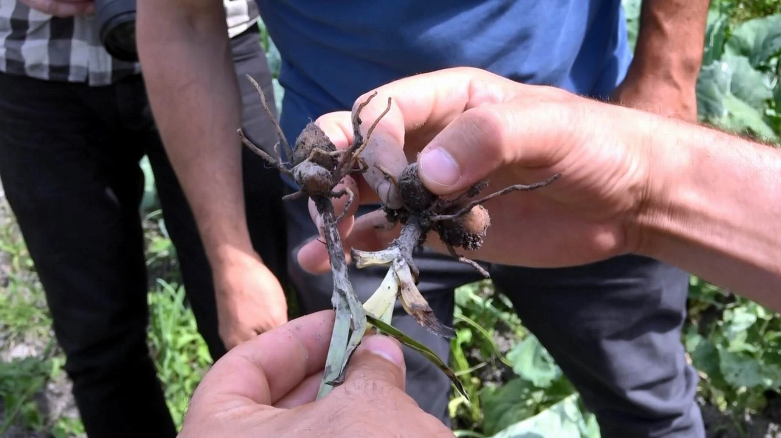 Fındığa alternatif salep! Kilosu bilezikten pahalı