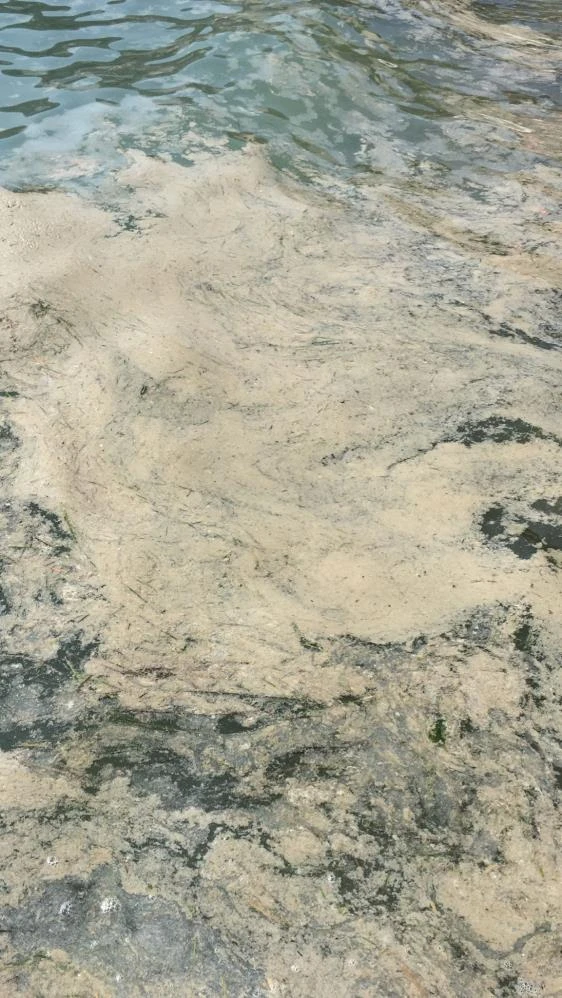 Bursa'da müsilaj kabusu: Geri döndü