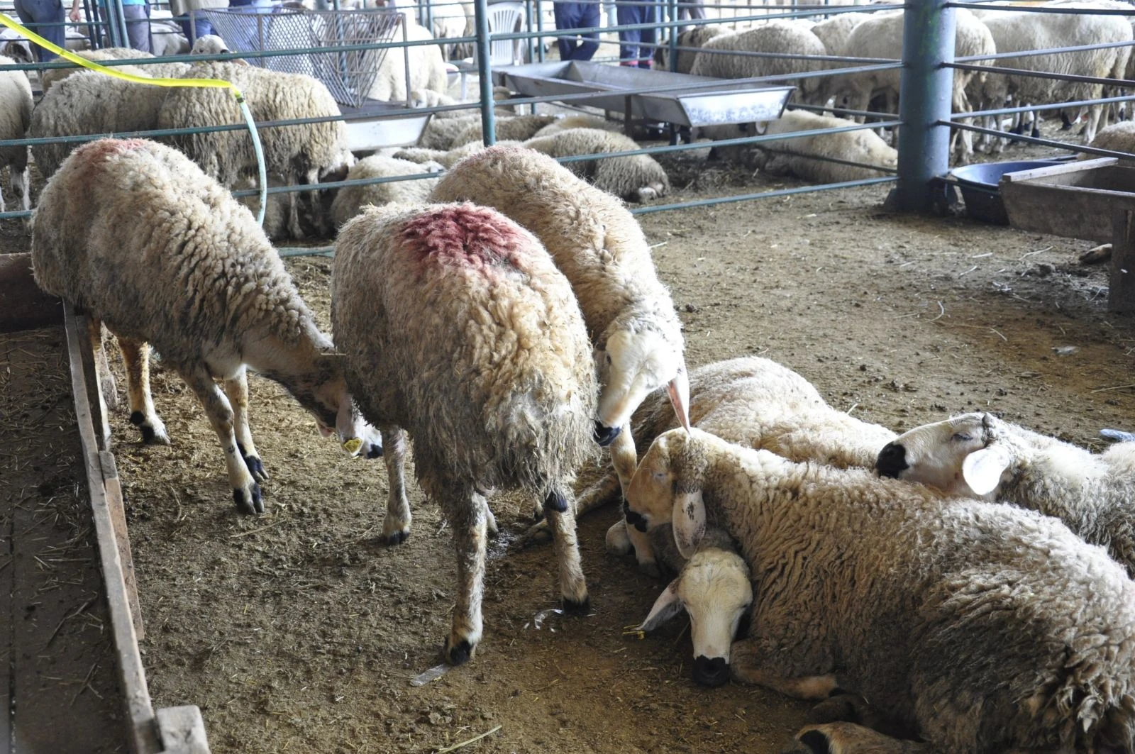 Kurbanlıklar elde kaldı, fiyatlar düştü