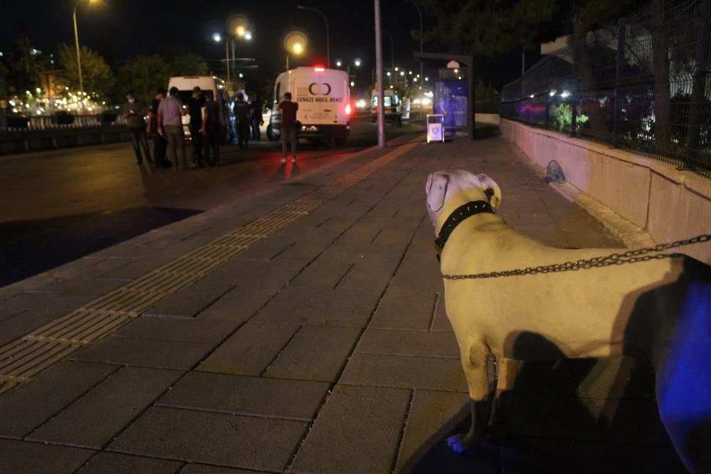 Sokak ortasında öldürülen sahibinin başından ayrılmadı