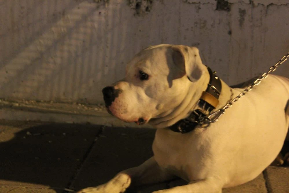 Sokak ortasında öldürülen sahibinin başından ayrılmadı