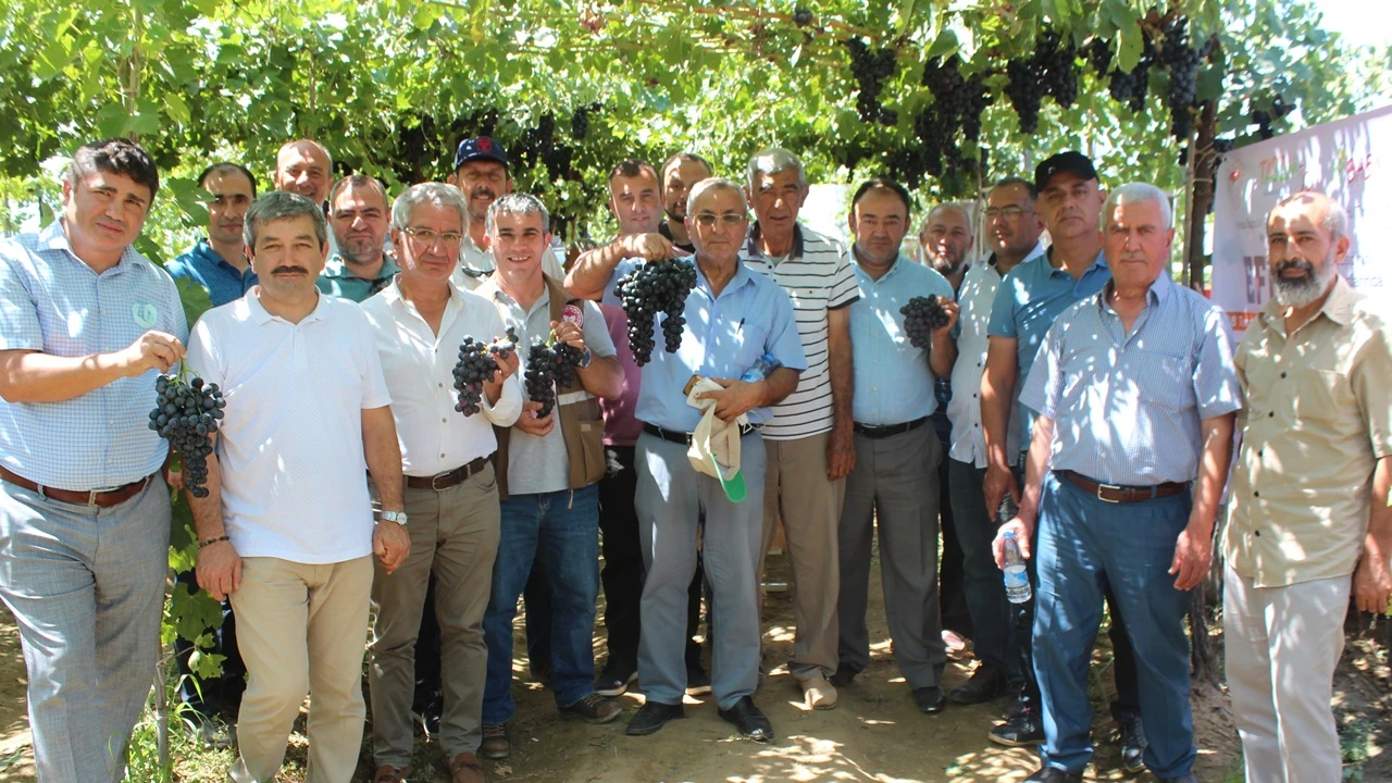 Türk mühendisleri geliştirdi! Efem üzümünde ilk hasat yapıldı