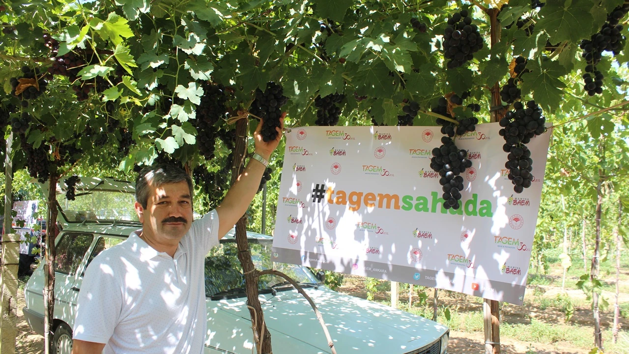 Türk mühendisleri geliştirdi! Efem üzümünde ilk hasat yapıldı