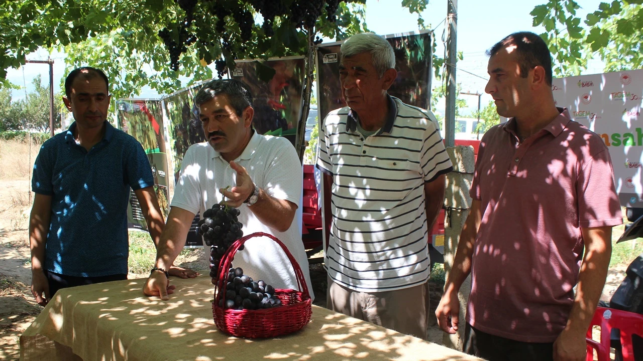 Türk mühendisleri geliştirdi! Efem üzümünde ilk hasat yapıldı