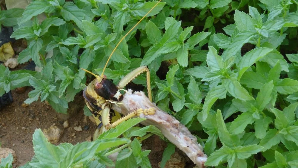 Et yiyen dev çekirge görenleri hayretler içinde bıraktı