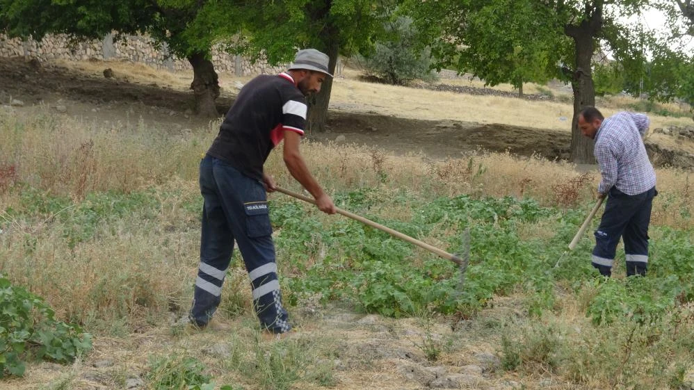 Et yiyen dev çekirge görenleri hayretler içinde bıraktı