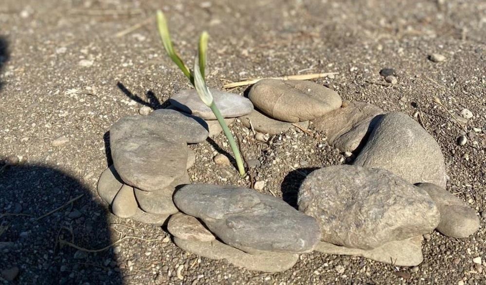 Kum zambaklarına dokunan yandı: Cezası 80 bin TL