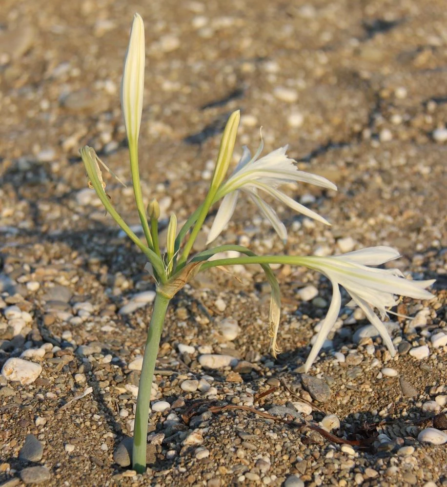 Kum zambaklarına dokunan yandı: Cezası 80 bin TL