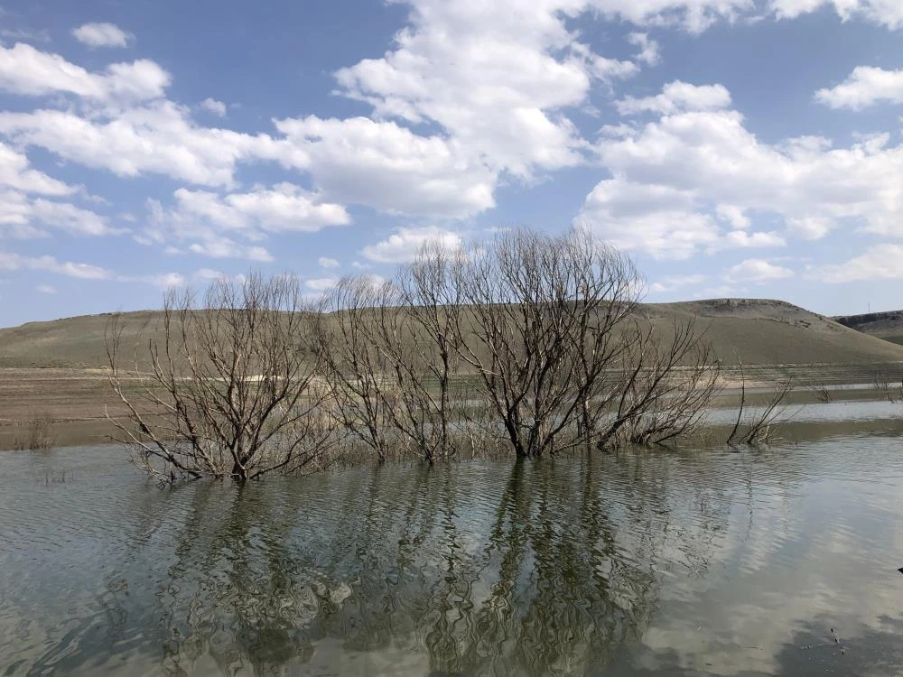 Baraj suyu çekildi, ağaçlar ortaya çıktı