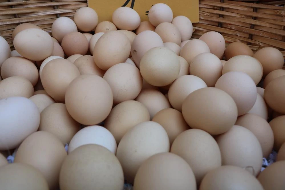 Orman yangınları tavuk fiyatlarında düşüşe neden oldu