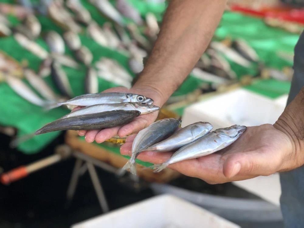 Balık sezonu keyifsiz başladı: Balık tezgahları boş kaldı