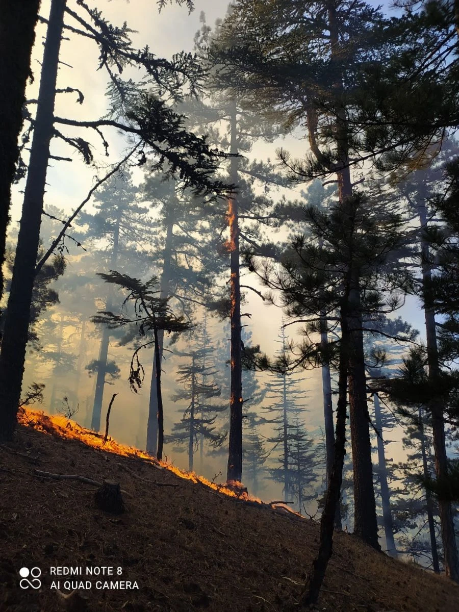 Adana’daki orman yangını kontrol altında