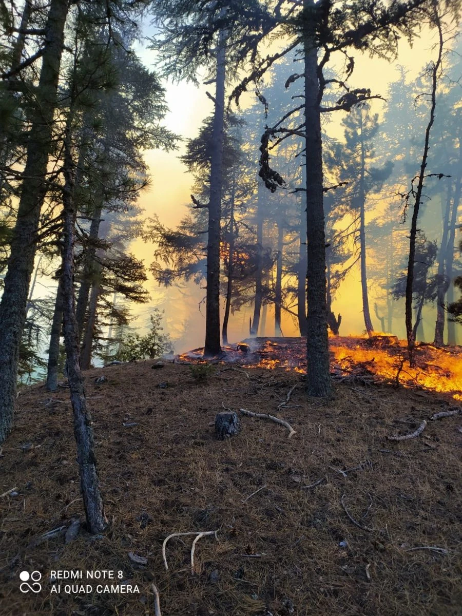 Adana’daki orman yangını kontrol altında