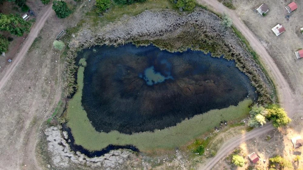 Sivas'taki sülük hırsızları köylüyü bezdirdi: Cezalar da işe yaramıyor